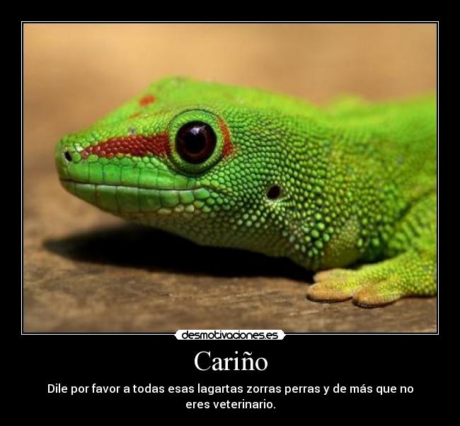 Cariño - Dile por favor a todas esas lagartas zorras perras y de más que no eres veterinario.