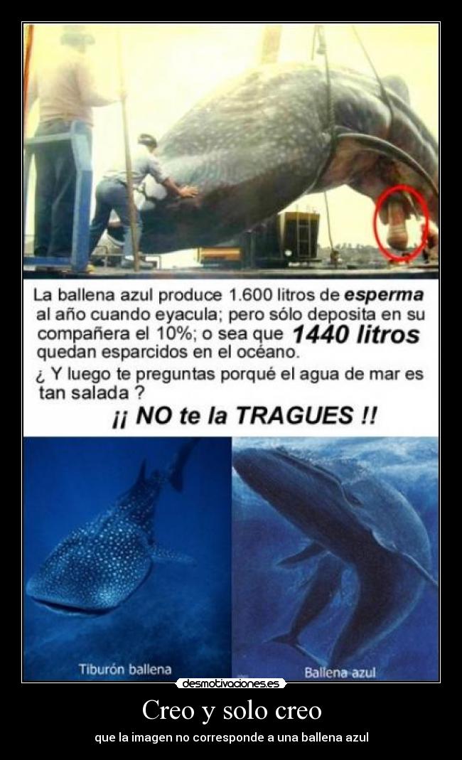 Creo y solo creo - que la imagen no corresponde a una ballena azul