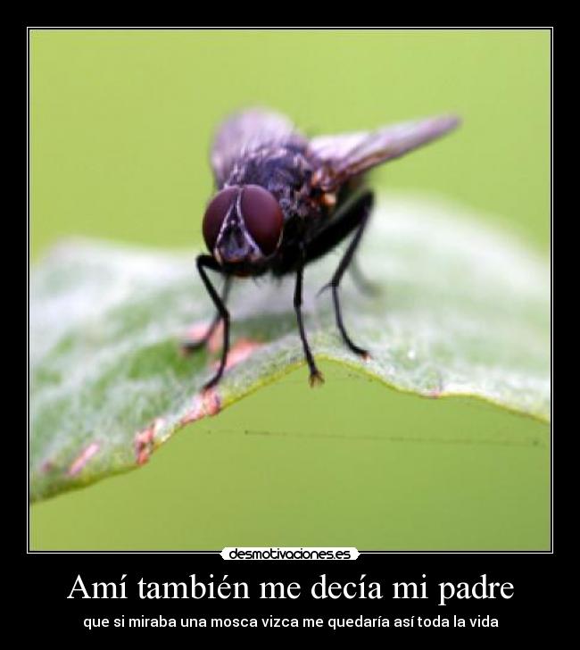 Amí también me decía mi padre - que si miraba una mosca vizca me quedaría así toda la vida