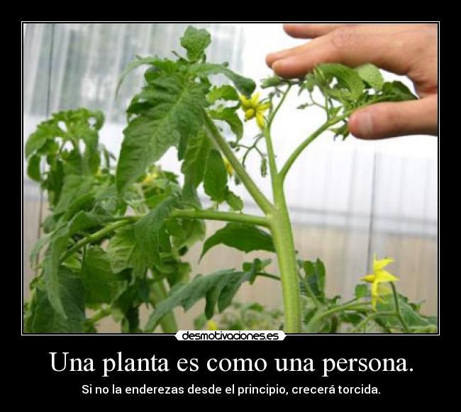 Una planta es como una persona. - Si no la enderezas desde el principio, crecerá torcida.