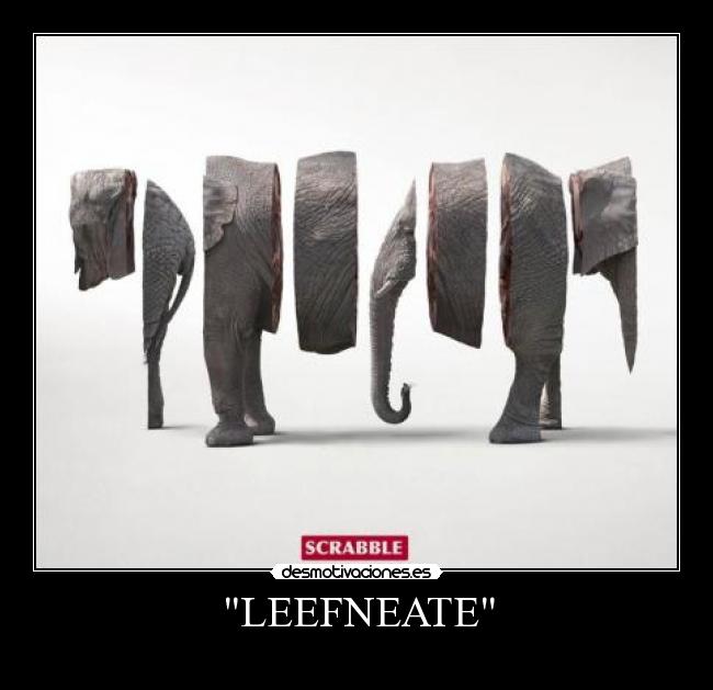 LEEFNEATE - 