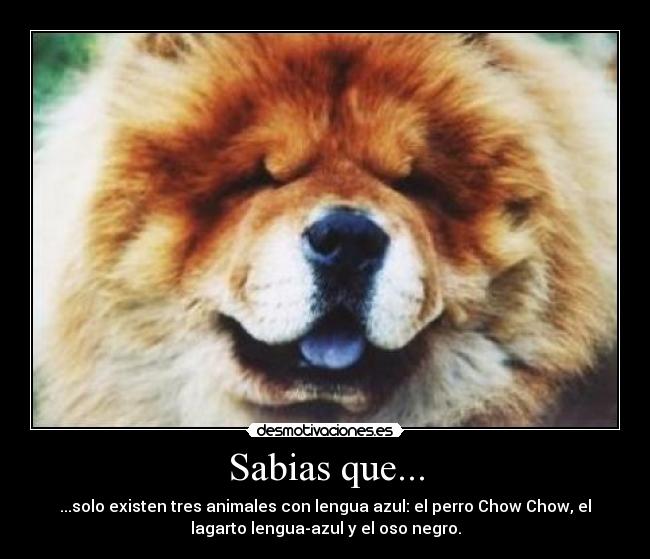 Sabias que... - ...solo existen tres animales con lengua azul: el perro Chow Chow, el
lagarto lengua-azul y el oso negro.