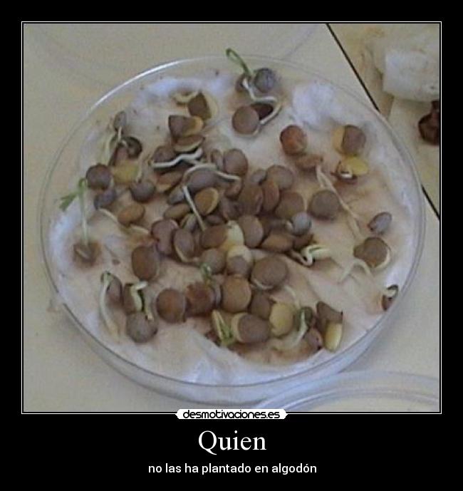 Quien - 