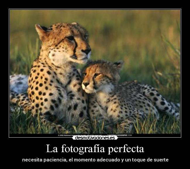 La fotografía perfecta - necesita paciencia, el momento adecuado y un toque de suerte