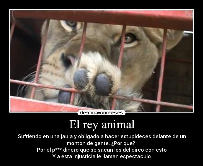 El rey animal - Sufriendo en una jaula y obligado a hacer estupideces delante de un
monton de gente. ¿Por que? 
Por el p*** dinero que se sacan los del circo con esto
Y a esta injusticia le llaman espectaculo