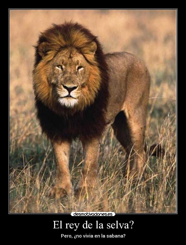 El rey de la selva? -