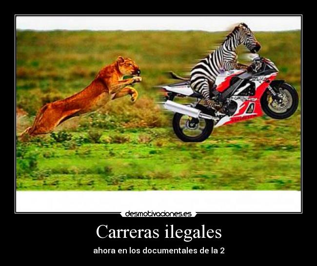 carteles carreras ilegales zebra desmotivaciones