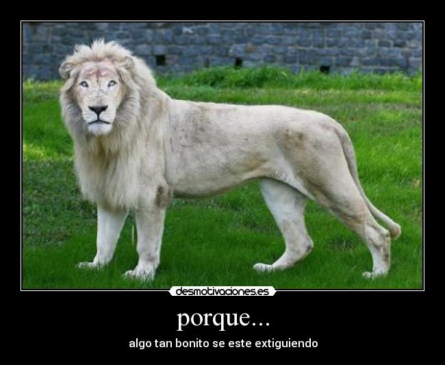 porque... - algo tan bonito se este extiguiendo