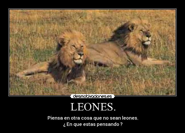 LEONES. -