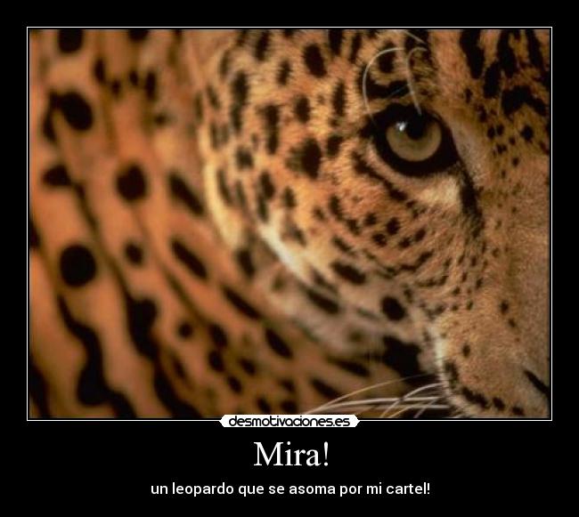 Mira! - un leopardo que se asoma por mi cartel!