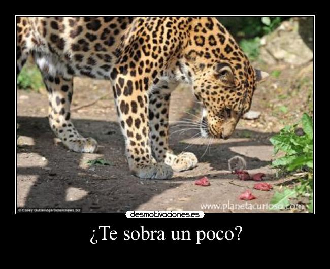 ¿Te sobra un poco? - 