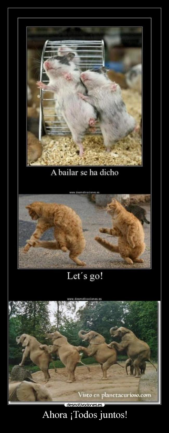 Ahora ¡Todos juntos! - 