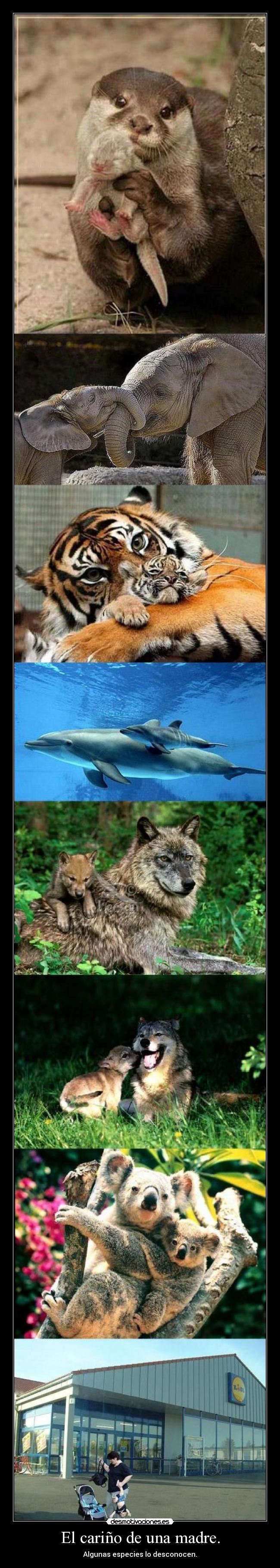 carteles madre animal lobo tigre amor madre fail wtf nino carino naturaleza desmotivaciones