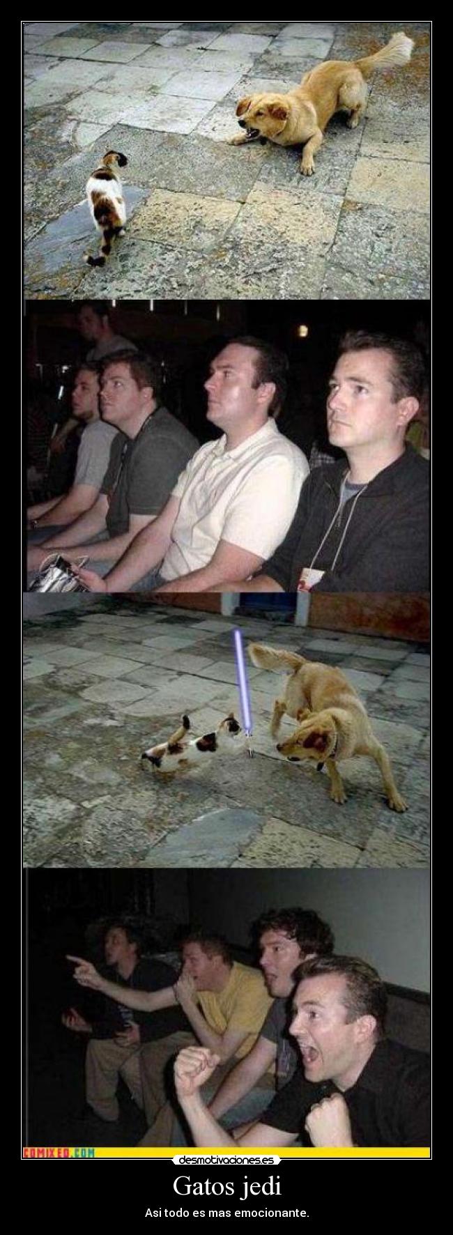 Gatos jedi - Asi todo es mas emocionante.