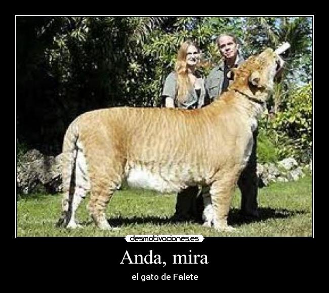 Anda, mira - el gato de Falete