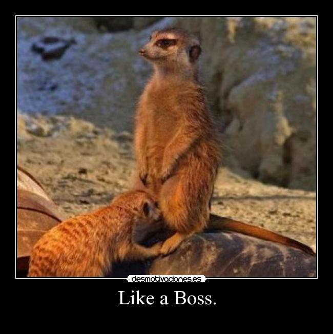 Like a Boss. -