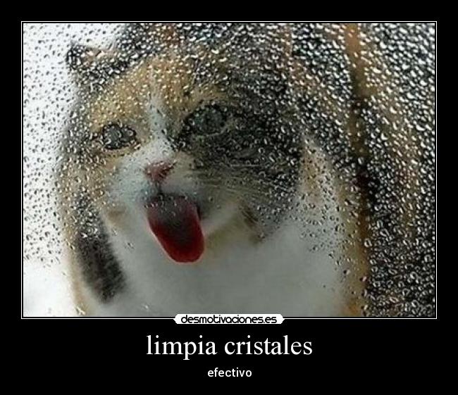 limpia cristales -