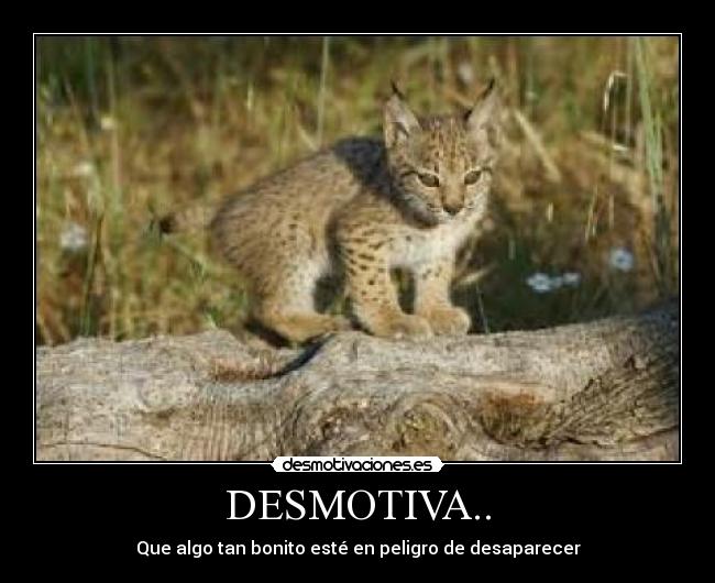 DESMOTIVA.. -