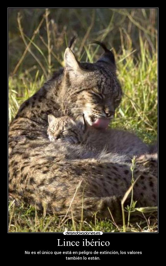 Lince ibérico - 