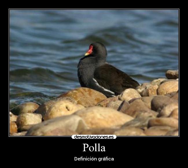 Polla -