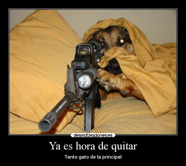 Ya es hora de quitar - Tanto gato de la principal