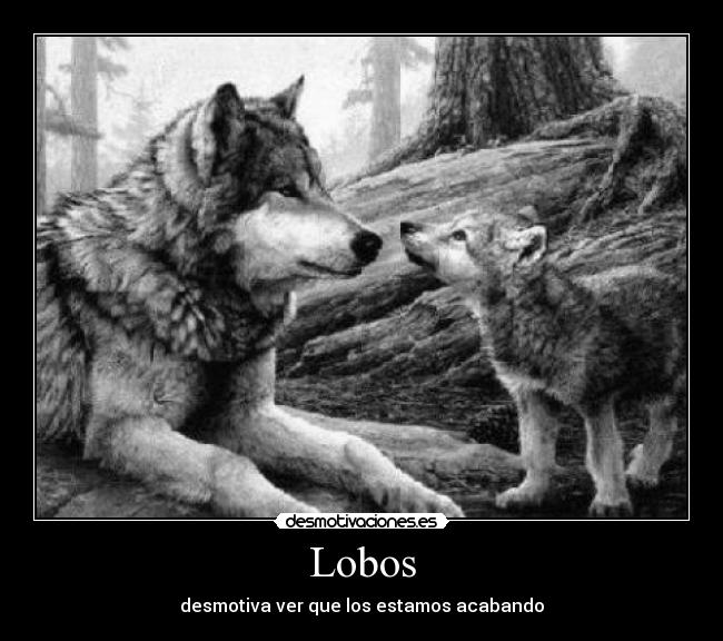 Lobos - desmotiva ver que los estamos acabando
