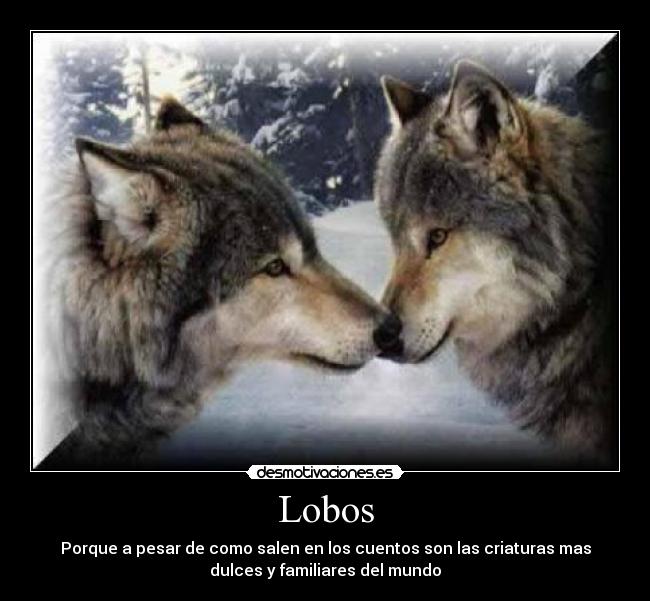 Lobos - 