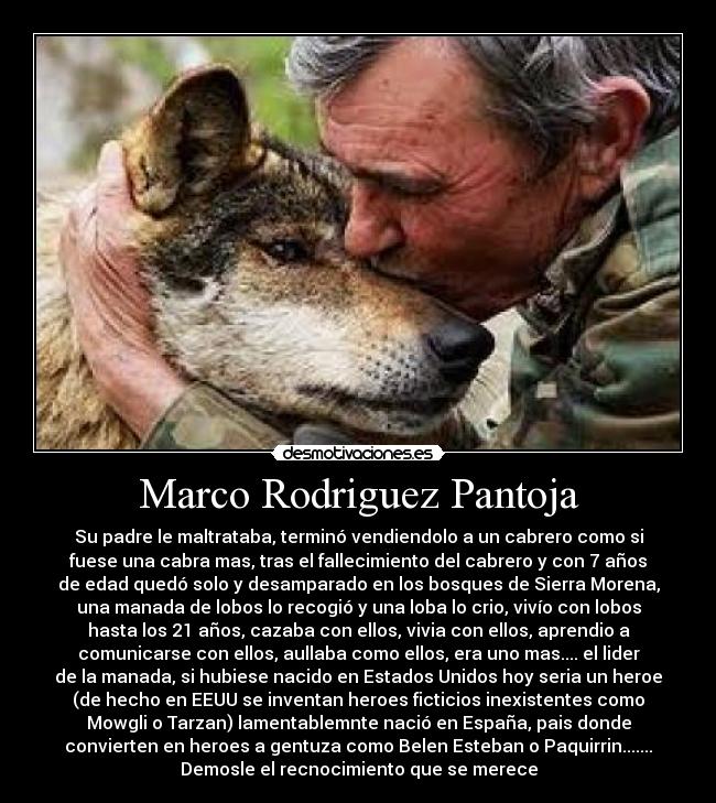 Marco Rodriguez Pantoja - Su padre le maltrataba, terminó vendiendolo a un cabrero como si
fuese una cabra mas, tras el fallecimiento del cabrero y con 7 años
de edad quedó solo y desamparado en los bosques de Sierra Morena,
una manada de lobos lo recogió y una loba lo crio, vivío con lobos
hasta los 21 años, cazaba con ellos, vivia con ellos, aprendio a
comunicarse con ellos, aullaba como ellos, era uno mas.... el lider
de la manada, si hubiese nacido en Estados Unidos hoy seria un heroe
(de hecho en EEUU se inventan heroes ficticios inexistentes como
Mowgli o Tarzan) lamentablemnte nació en España, pais donde
convierten en heroes a gentuza como Belen Esteban o Paquirrin.......
Demosle el recnocimiento que se merece