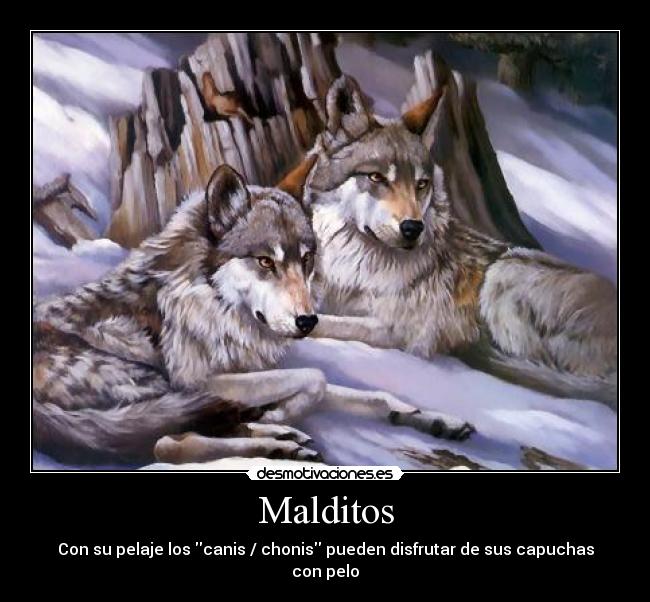Malditos - Con su pelaje los canis / chonis pueden disfrutar de sus capuchas con pelo