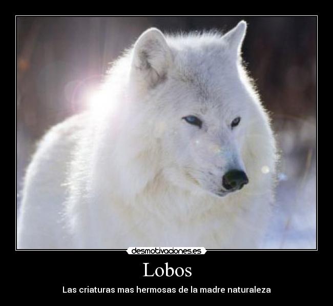 Lobos - 