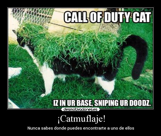 ¡Catmuflaje! - 