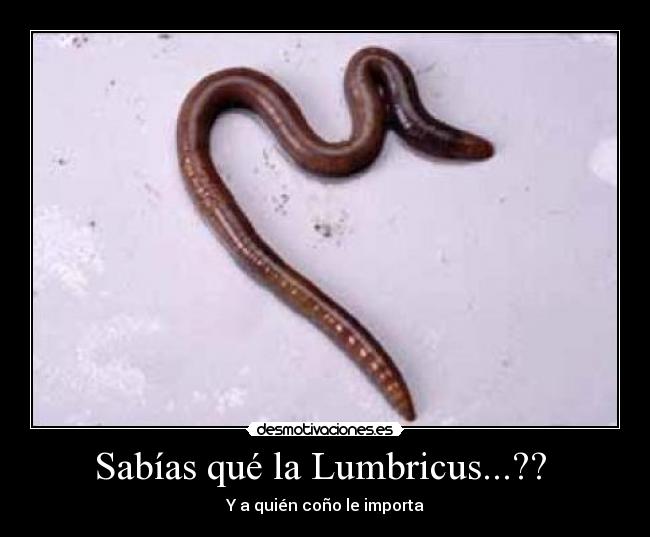 Sabías qué la Lumbricus...?? - Y a quién coño le importa