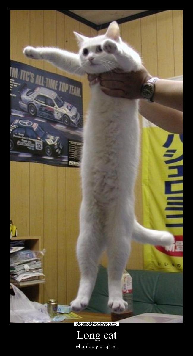 Long cat -