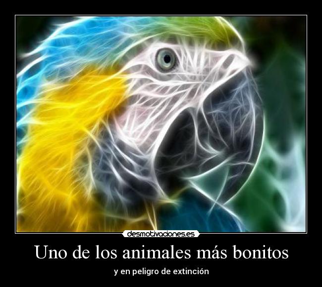 Uno de los animales más bonitos - y en peligro de extinción