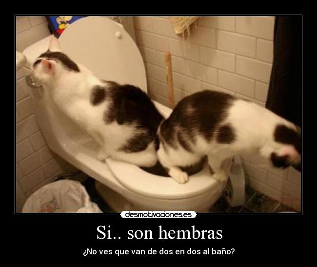 Si.. son hembras - ¿No ves que van de dos en dos al baño?