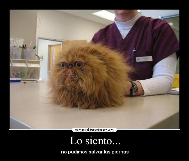 Lo siento... - 