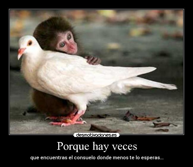 carteles animal desmotivaciones