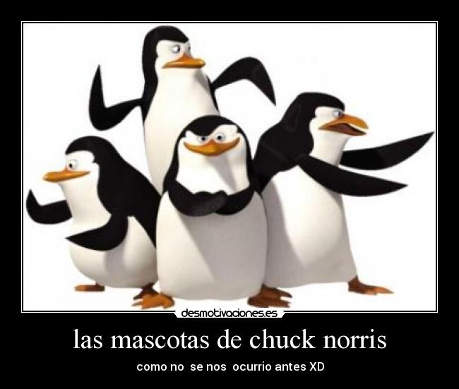 las mascotas de chuck norris -