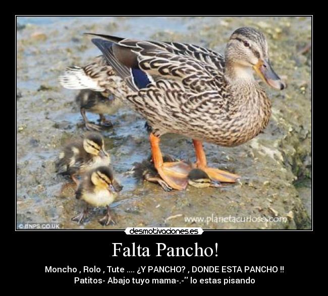 Falta Pancho! - Moncho , Rolo , Tute .... ¿Y PANCHO? , DONDE ESTA PANCHO !!
Patitos- Abajo tuyo mama-.- lo estas pisando