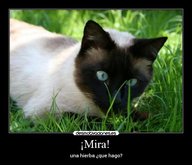 ¡Mira!  - una hierba ¿que hago?