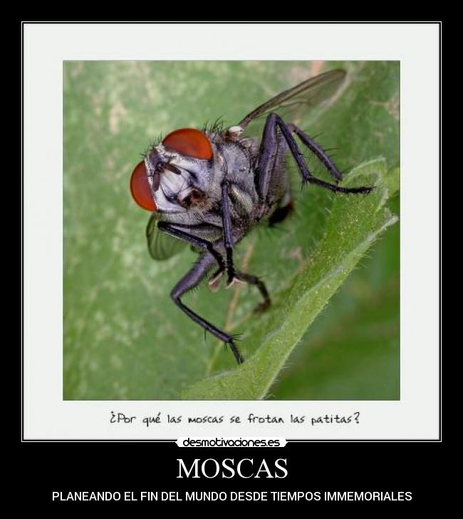 MOSCAS -