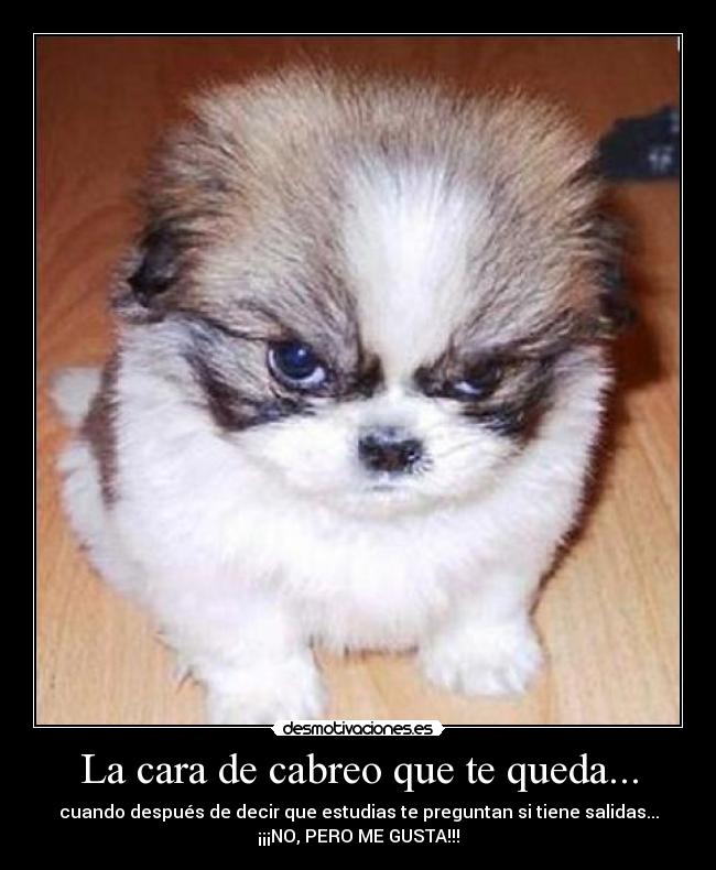 La cara de cabreo que te queda... -