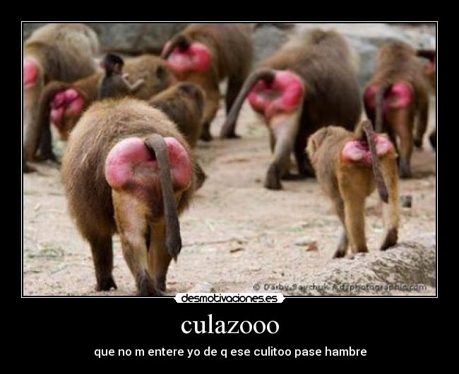 culazooo - 