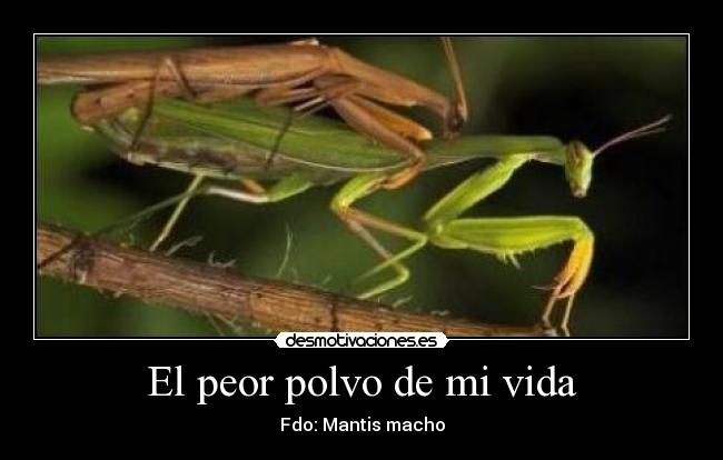 El peor polvo de mi vida - Fdo: Mantis macho