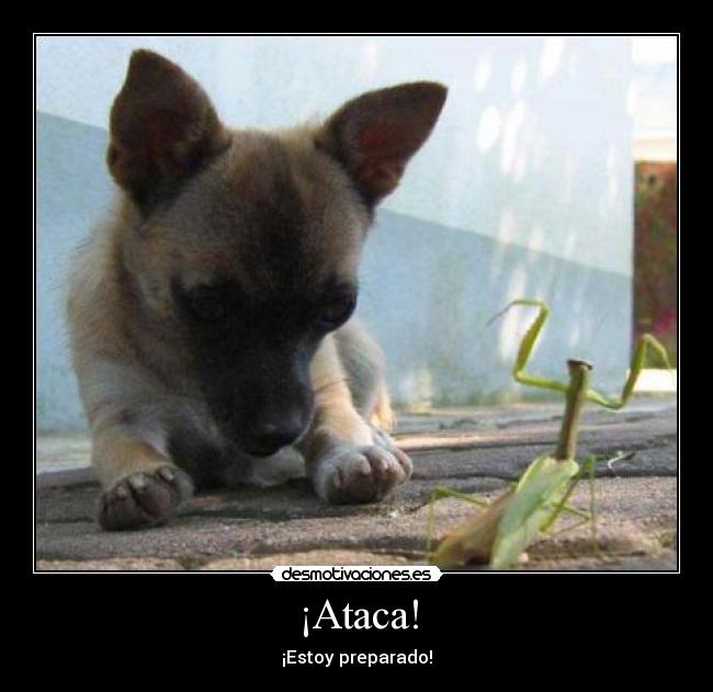 carteles mantis-perro desmotivaciones