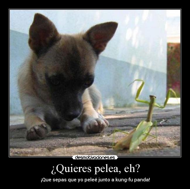 ¿Quieres pelea, eh? - ¡Que sepas que yo peleé junto a kung-fu panda!