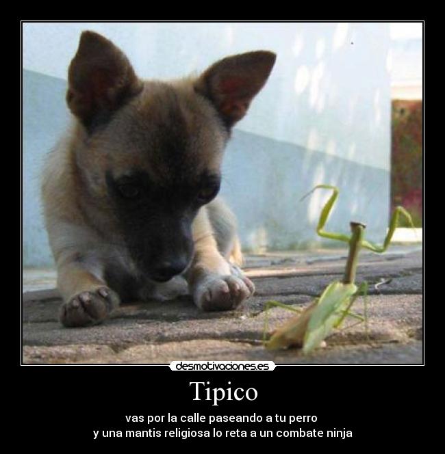 Tipico - vas por la calle paseando a tu perro
y una mantis religiosa lo reta a un combate ninja