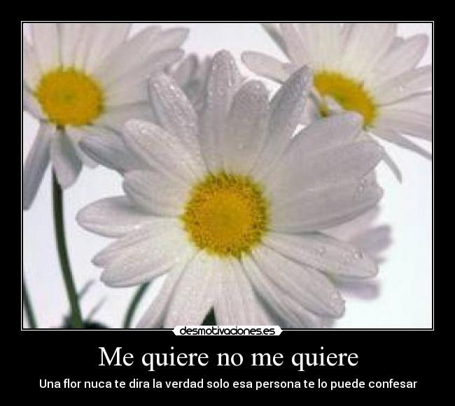 Me quiere no me quiere -