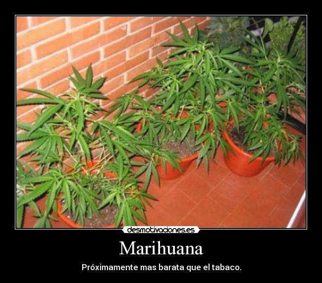 Marihuana -