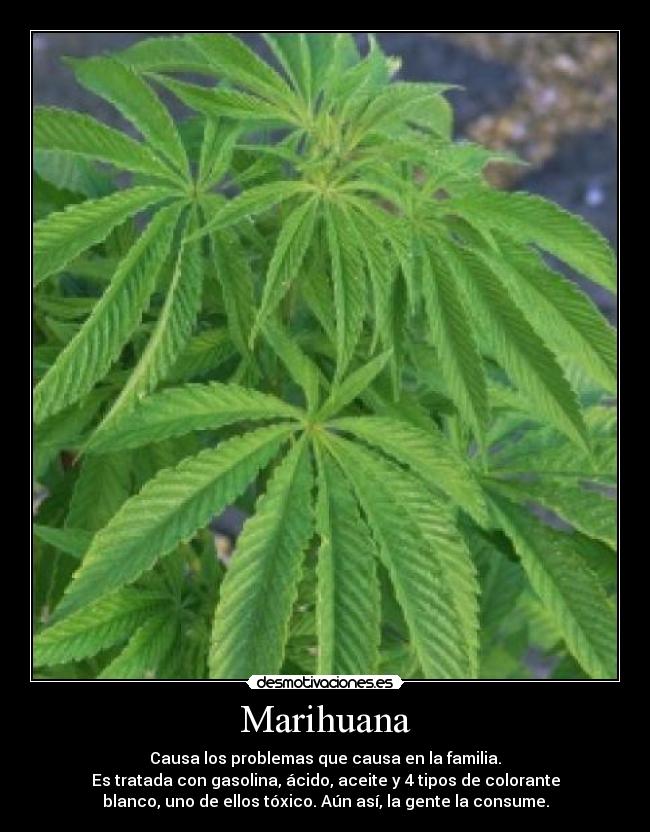 Marihuana - 